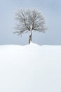 Minimalist winter landscape with lone tree Royalty Free Stock Photo