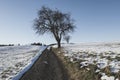 Minimalist winter landscape with a snowy tree Royalty Free Stock Photo