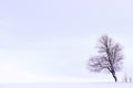 Minimalist winter landscape with a tree on a snow-covered field in violet Royalty Free Stock Photo