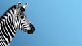 Minimalist Zebra On Blue Background: Distinctive Noses And Realistic Rendering