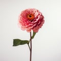 Minimalist Zinnia With Rose On White Background Royalty Free Stock Photo