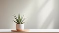 minimalistic aloe on table Royalty Free Stock Photo