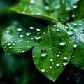 Minimalistic Art: Delicate Dewdrops on Vibrant Green Leaves