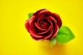Minimalistic of an artificial red rose image photographed in studio isolated on yellow