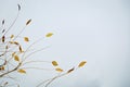 Minimalistic autumn landscape, rare dry autumn leaves on tree branches against cloudy blue sky Royalty Free Stock Photo