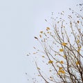 Minimalistic autumn landscape, rare dry autumn leaves on tree branches against cloudy blue sky Royalty Free Stock Photo