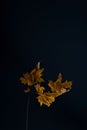 minimalistic autumn still life leaf on dark background