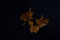 minimalistic autumn still life leaf on dark background