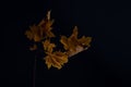 minimalistic autumn still life leaf on dark background