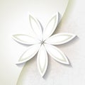 Minimalistic background with white flower