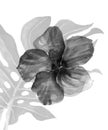 Minimalistic beautiful tropical flower with a munster leaf on a background on a white leaf in black