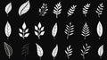 Minimalistic Black And White Hand Drawn Leaves Graphic Set Royalty Free Stock Photo