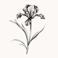 Minimalistic Black And White Iris Flower Drawing - Tattoo Design