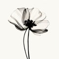Minimalistic Black And White Poppy Image: Translucent Layers And Graceful Lines