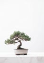 Minimalistic Bonsai Tree on White Background. Generative AI