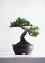 Minimalistic Bonsai Tree on White Background. Generative AI