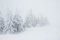 Minimalistic Christmas trees under heavy snow in mist