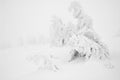 Minimalistic Christmas trees under heavy snow in mist Royalty Free Stock Photo