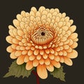 Minimalistic Chrysanthemum Illustration On Dark Background