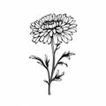 Minimalistic Chrysanthemum Sketch Drawing: Trendy Tattoo Design Royalty Free Stock Photo