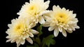 Minimalistic Chrysanthemum: A Superb and Clean Image AI Generated