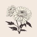 Minimalistic Chrysanthemum Vector Graphic In Black And White