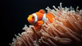 Minimalistic Clownfish Living in a Bleached Anemone AI Generated