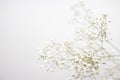 Minimalistic composition of dried flowers. vase with white flowers on a wall background. Royalty Free Stock Photo