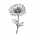 Minimalistic Daisy Flower Drawing: Trendy Tattoo Design And Vector Illustration