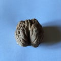 One big walnut on a white background. Abstract minimalistic background.