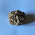 Large walnut with a textured shell. Minimalistic macro shot.