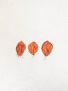 Minimalistic composition of three red autumn leaves of imperfect shape on a white textured background. Top view. copy space Royalty Free Stock Photo