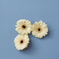 A minimalistic composition of white gerberas isolated on a blue paper background, Royalty Free Stock Photo