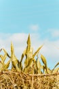 A minimalistic cornfield under a clear blue sky Royalty Free Stock Photo