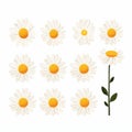 Minimalistic Daisy Set: Vector Svg Flat Animation Asset