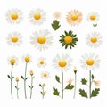 Minimalistic Daisy Set: Vector Svg Flat Animation Asset