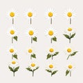 Minimalistic Daisy Set: Vector Svg Flat Animation Asset