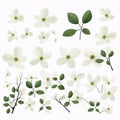 Minimalistic Dogwood Blossom Set On White Background
