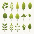 Minimalistic Elm Set Vector Svg Animation Assets On White