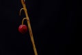 Minimalistic garden plant with a red fruit on a dark black background with copyspace Royalty Free Stock Photo