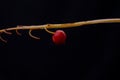 Minimalistic garden plant with a red fruit on a dark black background with copyspace Royalty Free Stock Photo