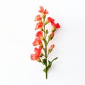 Minimalistic Gladiolus Flowers On White Background