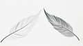 Minimalistic Hand Drawn Feathers On White Background