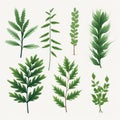 Minimalistic Herb Set With Dynamic Brushwork And Clean Designs