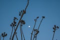 Minimalistic image of branches of a tree with the blue sky as background and the moon Royalty Free Stock Photo