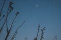 Minimalistic image of branches of a tree with the blue sky as background and the moon Royalty Free Stock Photo