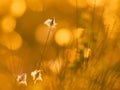 Minimalistic image of cotton grass in the rays of evening sun on a swamp Royalty Free Stock Photo