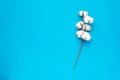 A minimalistic image of a cotton twig on a blue background Royalty Free Stock Photo