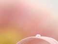Minimalistic image of droplet on soft pink gerbera petal f