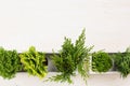 Minimalistic interior workplace with green young conifer plants in white box top view on beige wood board background.
